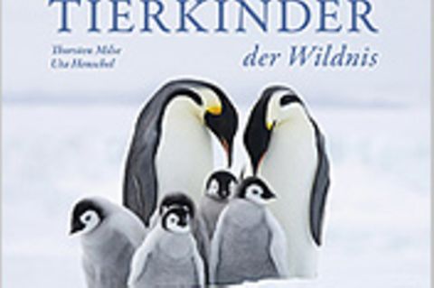 "Tierkinder der Wildnis"