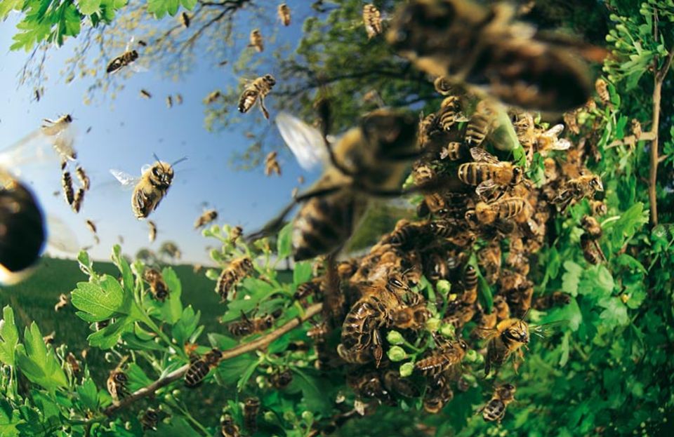 Hecken bieten Nistgelegenheiten für viele Vogelarten - oder dienen als Versammlungsplatz von Honigbienen