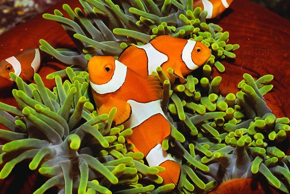 Die giftigen Tentakel der Anemone beschützen den Clownfisch