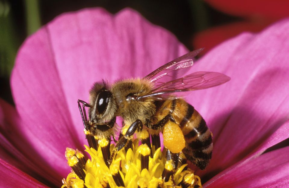 Die Biene bekommt Nektar, die Blume wird bestäubt