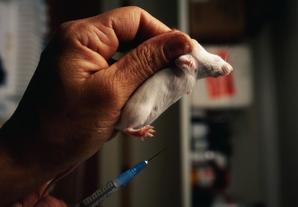 Alles zum Nutzen der Menschen? Ratten und Mäuse gehören zu den gebräuchlichsten Versuchstieren in der Forschung