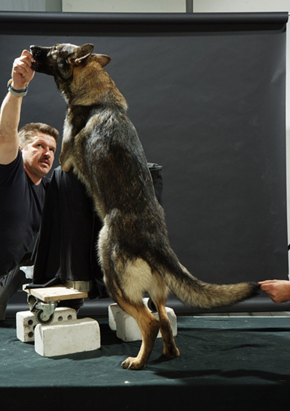 Statt eines Wolfs, der partout nicht auf den Hinterbeinen stehen wollte, nahm Herbrich einen Schäferhund
