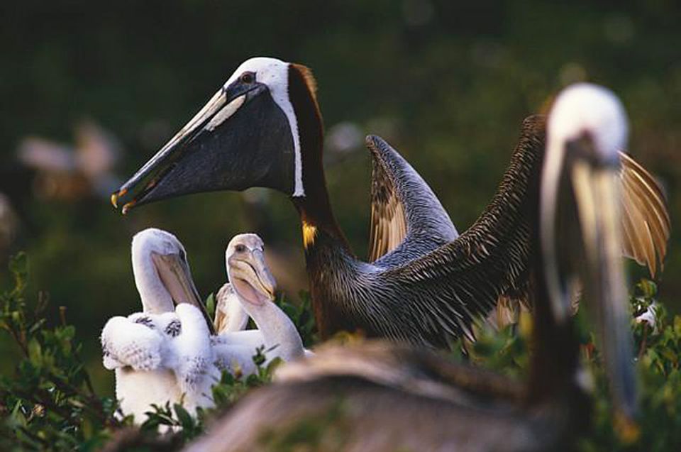 Vögel: Kugelrund: Nach zehn Wochen Dauerfuttern sind die jungen Pelikane oft schwerer als ihre Eltern. Bald werden sie das Nest in dem Mangrovenwald verlassen Vögel: Kugelrund: Nach zehn Wochen Dauerfuttern sind die jungen Pelikane oft schwerer als ihre Eltern. Bald werden sie das Nest in dem Mangrovenwald verlassen