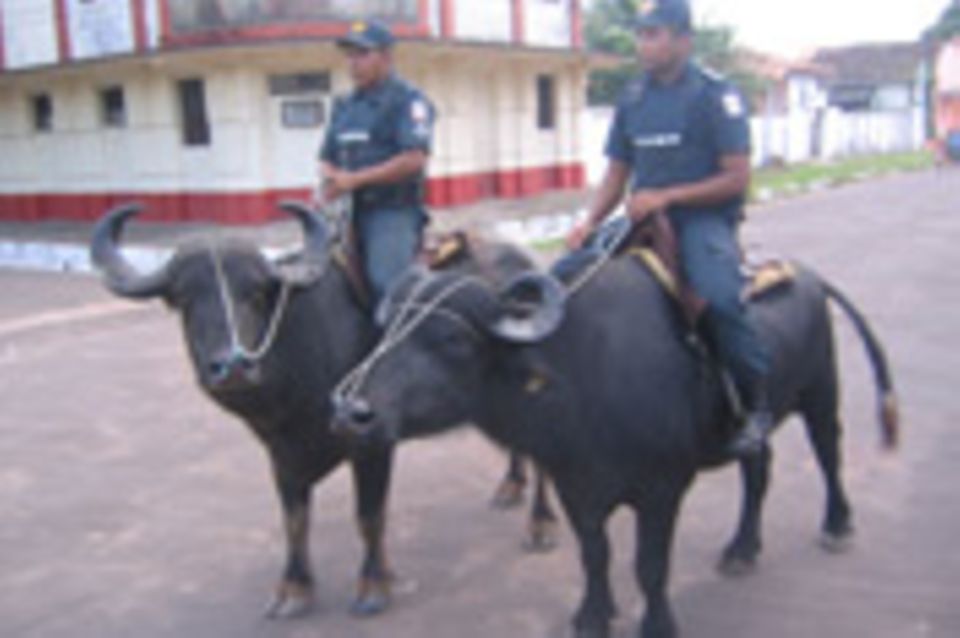 Brasilien - Büffel auf Streife