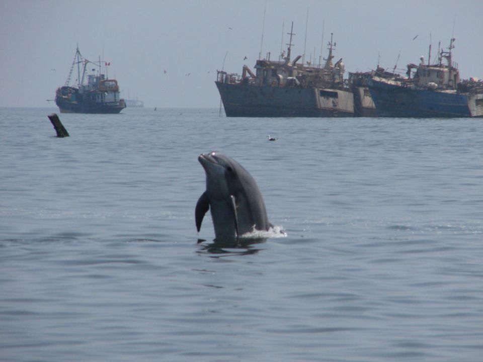 Obwohl die Delfine in Peru seit 1996 dank einer Initiative unter Schutz stehen, werden jedes Jahr bis zu 3000 Tiere alleine für den Verzehr getötet und auf dem Schwarzmarkt verkauft
