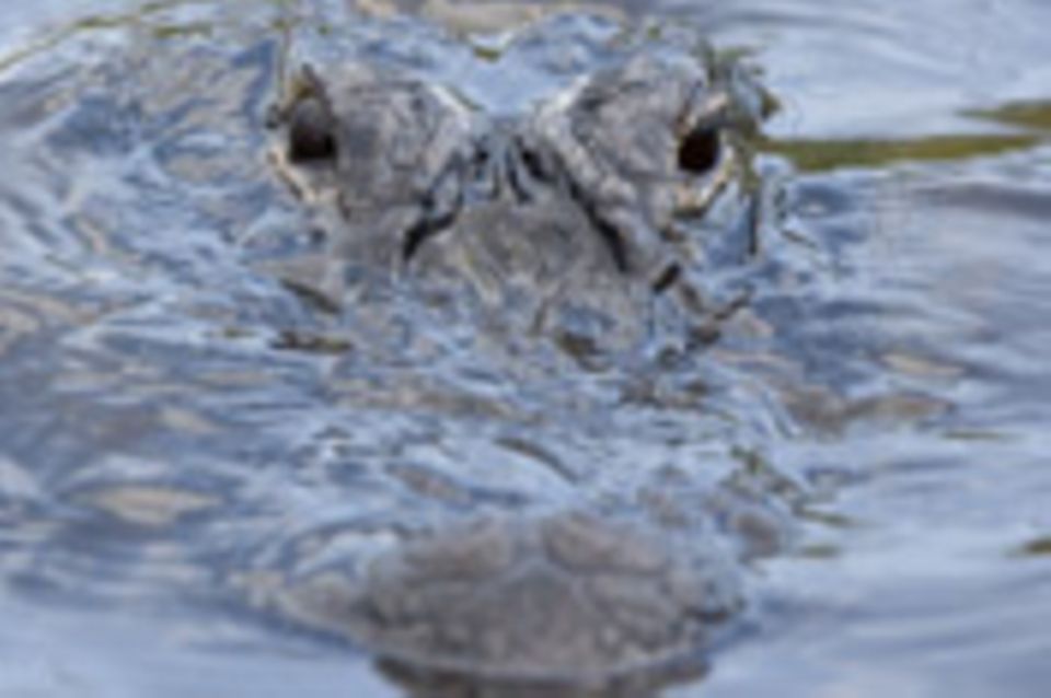 Alligatorjagd in Florida