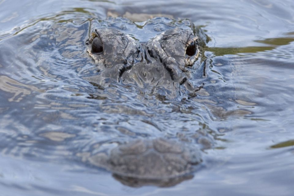 Alligatoren waren bis vor zwanzig Jahren als bedrohte Art vollständig geschützt. Inzwischen gibt es wieder mehr als eine Million Tiere in Florida
