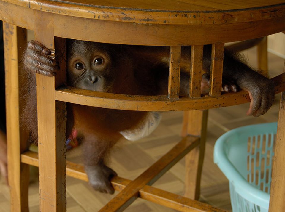 Affen: Orang-Utan ist Indonesisch und bedeutet "Mensch des Waldes" Affen: Orang-Utan ist Indonesisch und bedeutet "Mensch des Waldes"