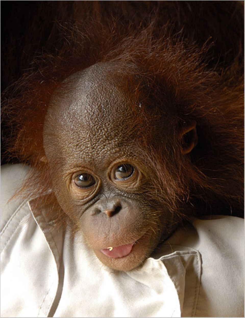 Affen: Orang-Utan-Babys brauchen wie Menschenbabys viel Liebe und Zuneigung Affen: Orang-Utan-Babys brauchen wie Menschenbabys viel Liebe und Zuneigung
