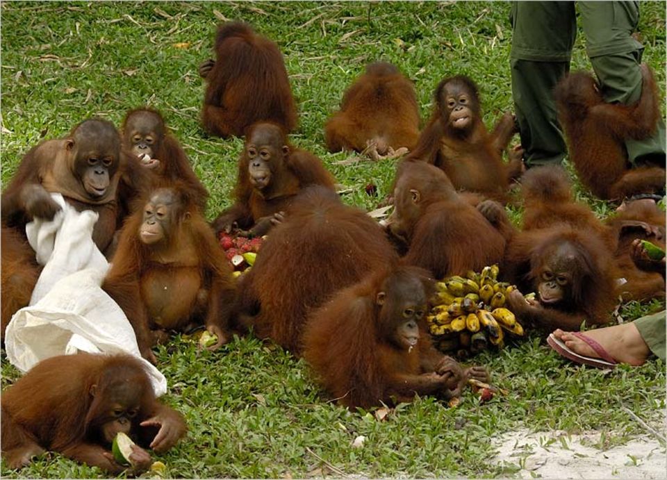 Affen: Orang-Utans sind ausgesprochen friedliche Tiere Affen: Orang-Utans sind ausgesprochen friedliche Tiere