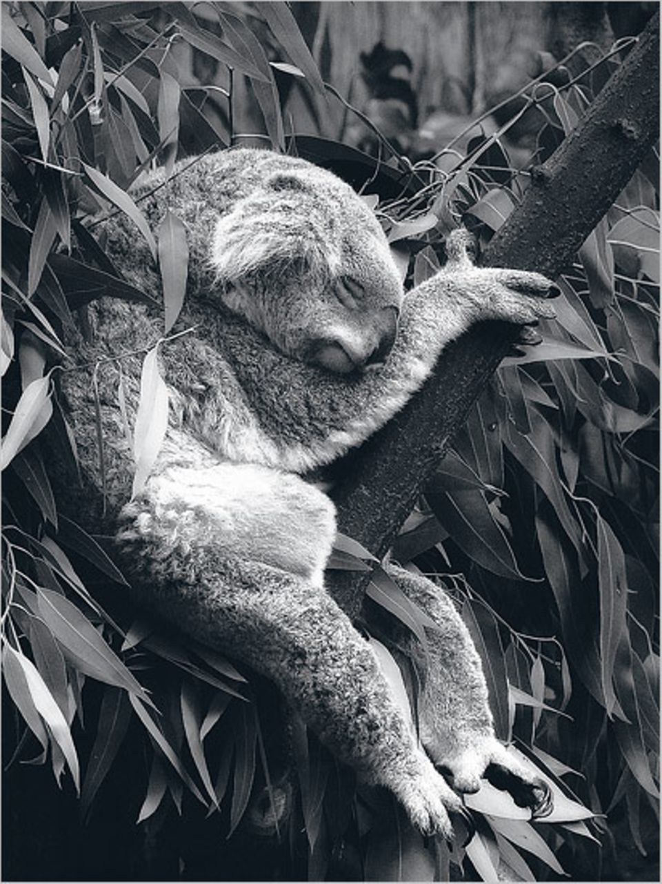 Diese Aufnahme gelang Oliver Bandel aus Werne an der Lippe im Koala-Haus des Duisburger Zoos. Sie ist in diesem Monat von der GEO-Bildredaktion zum Siegermotiv des Online-Fotowettbewerbs auf GEO.de gewählt worden – unter 1500 Bildern