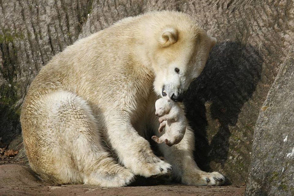 Vera, die Mutter des Nürnberger Eisbär-Babys, wurde "aus Sicherheitsgründen" von ihrem Nachwuchs getrennt