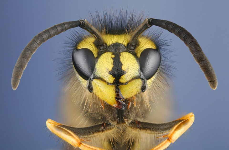 Fünffacher Bienenblick: Mit den drei Punktaugen zwischen den Antennen nehmen Bienen Helligkeit wahr; mit den beiden großen FACETTENAUGEN erkennen sie auch ultraviolettes Licht, das für uns Menschen unsichtbar ist.