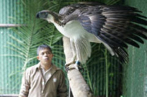 Philippinen - Rendezvous mit einem Adler