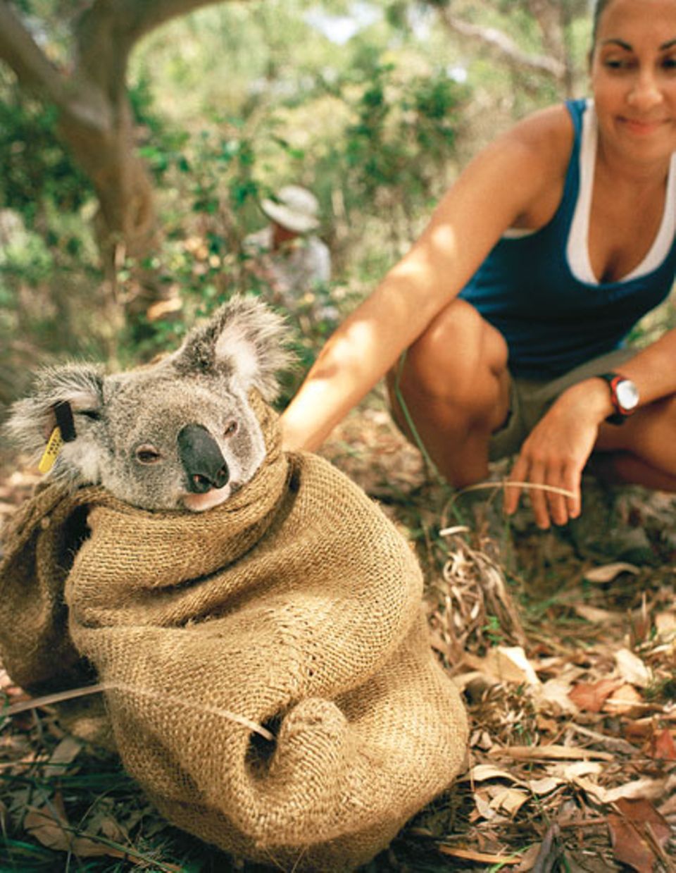 Im Beutel hocken Koalas nur die ersten neun Monate nach der Geburt. Veronica muss für eine halbe Stunde nachsitzen, ihr Peilsender ist defekt und wird nun ausgetauscht Im Beutel hocken Koalas nur die ersten neun Monate nach der Geburt. Veronica muss für eine halbe Stunde nachsitzen, ihr Peilsender ist defekt und wird nun ausgetauscht