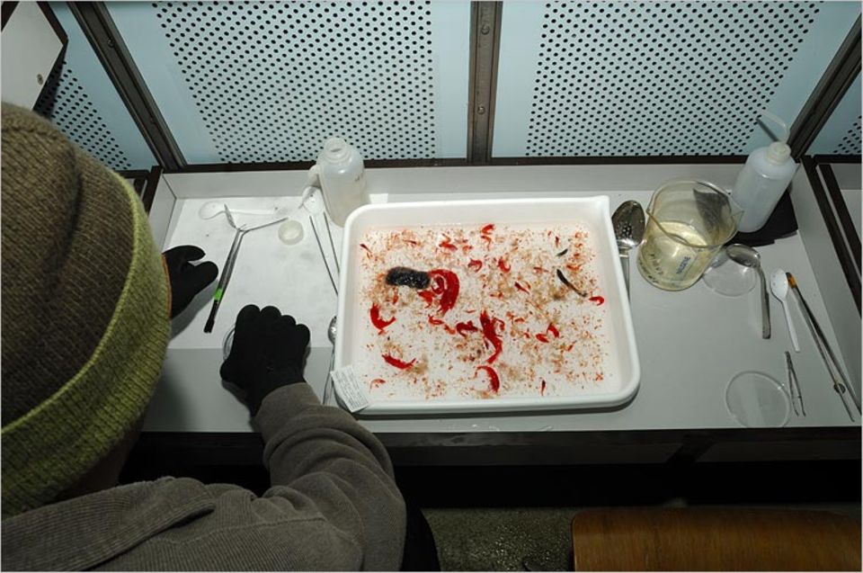 In Kühlcontainern wird der Fang ausgewertet. Hier sind unter anderem verschiedene, rot leuchtende Garnelen-Arten vertreten In Kühlcontainern wird der Fang ausgewertet. Hier sind unter anderem verschiedene, rot leuchtende Garnelen-Arten vertreten