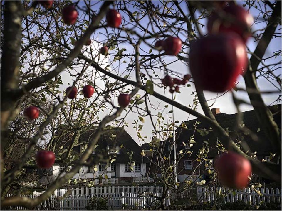 Vor dem Haus von Familie Kühn schaukeln rotwangige Äpfel; keine Selbstverständlichkeit, denn viele Bäume vertragen den salzigen Grund nicht