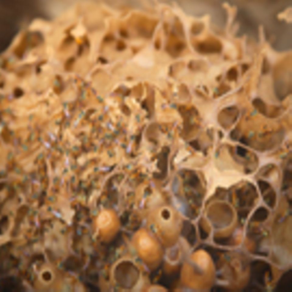 Kolumbien: Wiederbelebung der traditionellen Bienenzucht