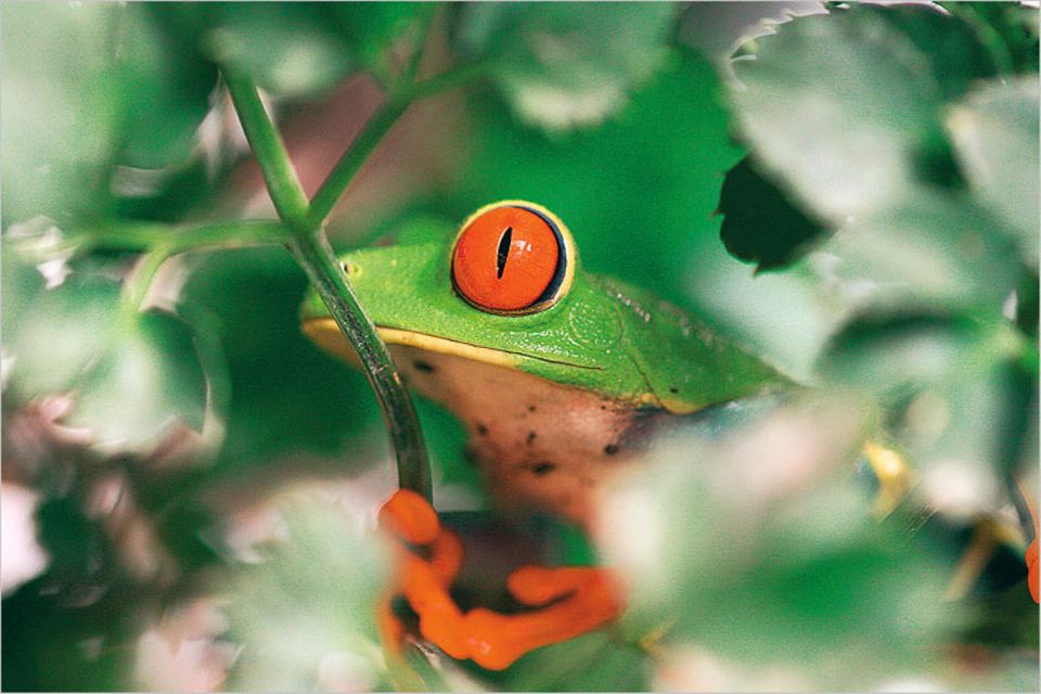 In den Wipfeln des Urwalds von Costa Rica lebt dieser Rotaugenlaubfrosch. Seine leuchtenden Farben signalisieren: "Giftig!" Manchen seiner Fressfeinde, Schlangen etwa, macht das durch die Froschhaut ausgeschiedene Gift allerdings nichts aus. Mit diesem Foto hat GEO-Leser Michael Stifter aus Vöhrenbach den Online-Wettbewerb im April auf GEO.de gewonnen