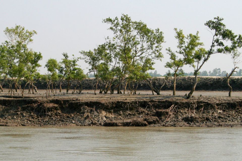 Erodierte Uferzonen müssen dringend durch Bäume gefestigt werden