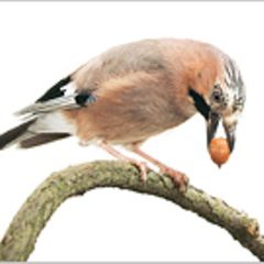 Biodiversität: Die Natur als Wirtschaftsfaktor