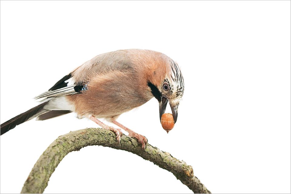 Der Job klingt nach Akkordarbeit: Für ihr Projekt Wintervorrat pflücken sich Eichelhäher im Herbst die besten Eicheln von den Bäumen. Jeder Vogel versteckt auf diese Weise bis zu 7000 Eicheln, mindestens doppelt so viele, wie er im Winter tatsächlich frisst. Der Rest wächst häufig an Der Job klingt nach Akkordarbeit: Für ihr Projekt Wintervorrat pflücken sich Eichelhäher im Herbst die besten Eicheln von den Bäumen. Jeder Vogel versteckt auf diese Weise bis zu 7000 Eicheln, mindestens doppelt so viele, wie er im Winter tatsächlich frisst. Der Rest wächst häufig an