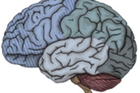 Das Gehirn: Evolution des Gehirns
