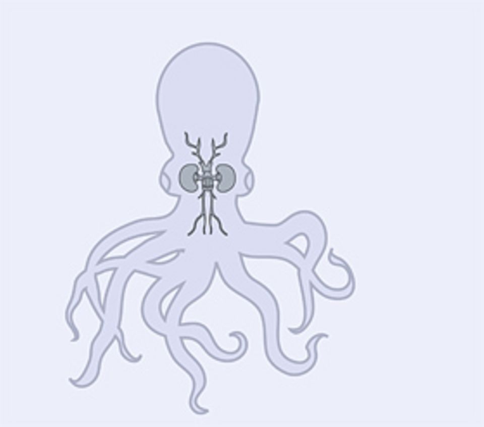 Das Gehirn: Kraken besitzen das höchstentwickelte Gehirn aller Wirbellosen: Es befähigt sie zu raschem Lernen und virtuosen Bewegungen