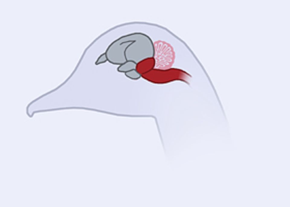 Das Gehirn: Viele Vögel besitzen ein massiges Kleinhirn (rosafarben), das ihnen eine präzise Orientierung in der Luft ermöglicht. Auch der vordere Teil des Hirns – Sitz der Intelligenz – ist stark vergrößert