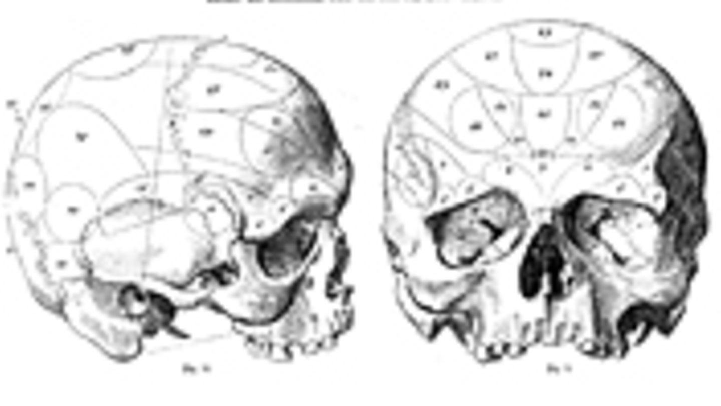 Das Gehirn Phrenologie Geo