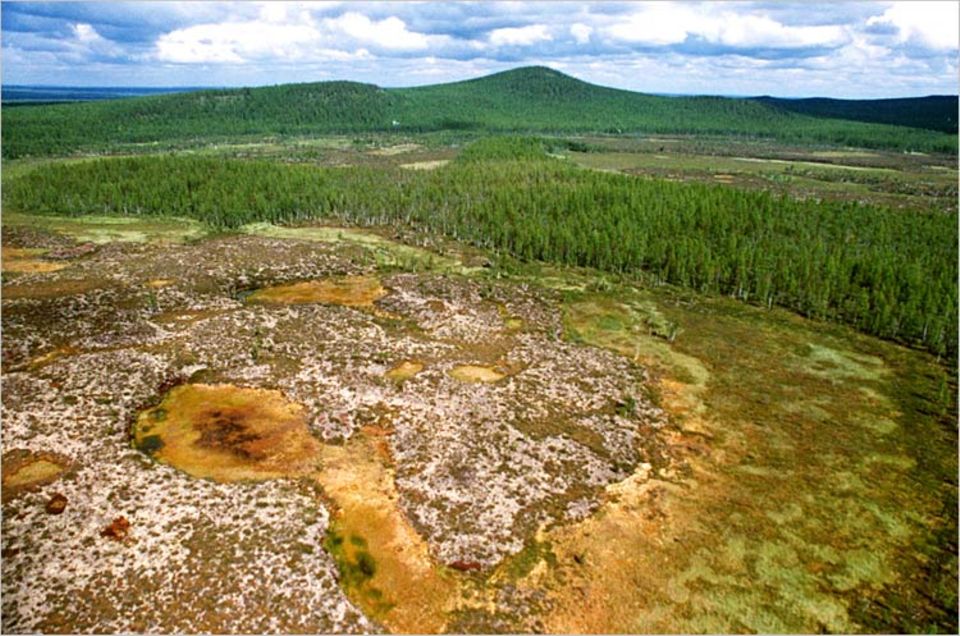 Im kalten sibirischen Klima dauert es ungewöhnlich lange, bis Baumleichen verrotten. Auf dem Bild von 1990 indes, gut 80 Jahre nach dem mysteriösen Geschehen, ist von der Katastrophe nahezu nichts mehr zu sehen