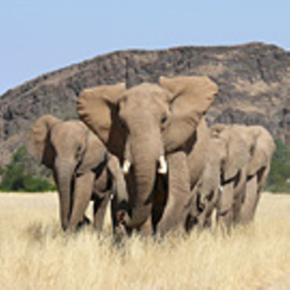GEO.de-Safari: Wilde Tiere ganz nah