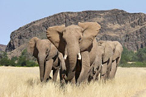 GEO.de-Safari: Wilde Tiere ganz nah