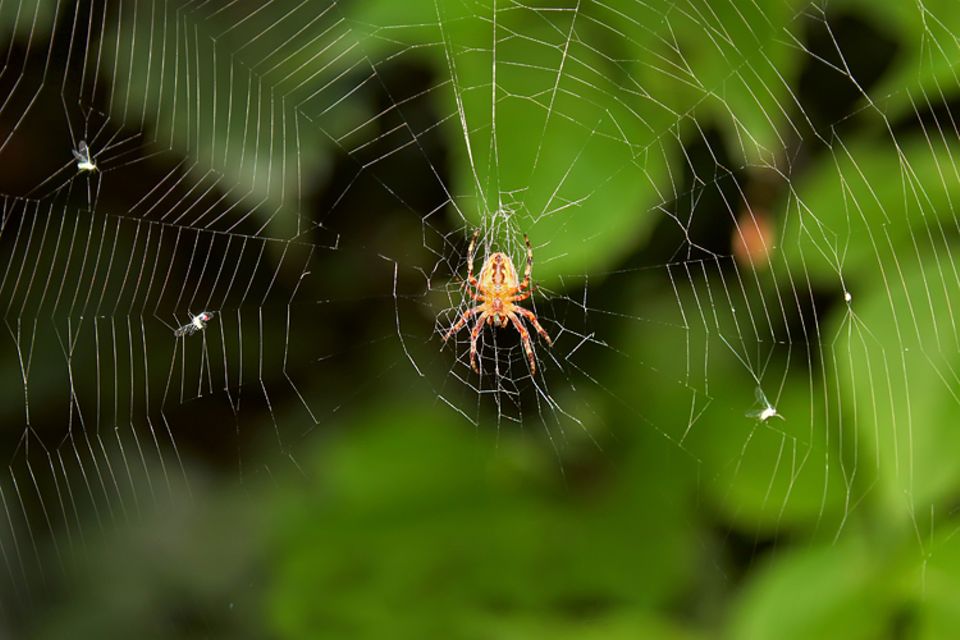 Redewendung: Spinne am Morgen bringt Kummer und Sorgen