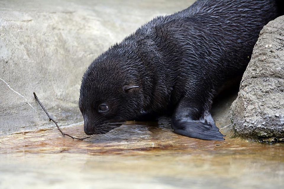 Doch das Wasser übt eine zu starke Anziehungskraft auf die neugierige Bonita aus, als dass sie ständig bei Mama bleiben könnte Doch das Wasser übt eine zu starke Anziehungskraft auf die neugierige Bonita aus, als dass sie ständig bei Mama bleiben könnte