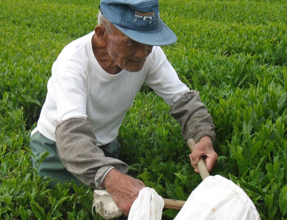 Die Biobauern verwenden keinen Dünger, um Spitzenqualität zu erzeugen