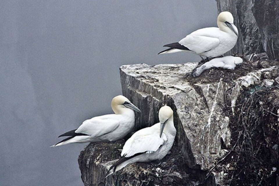 Schiebepuzzle: Nr. 6: Basstölpel Schiebepuzzle: Nr. 6: Basstölpel