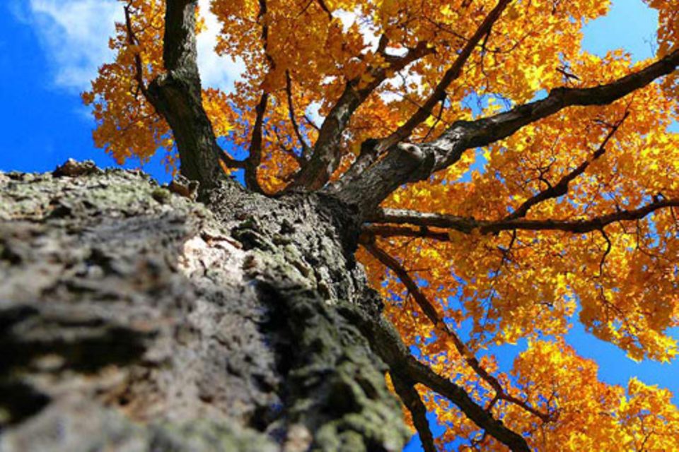 Schiebepuzzle: Nr. 10: Herbstbaum Schiebepuzzle: Nr. 10: Herbstbaum