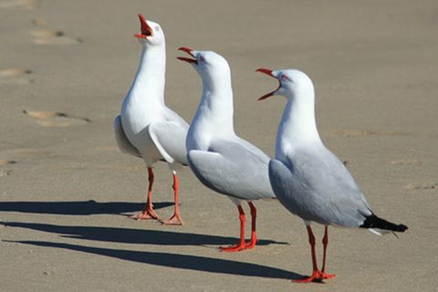 Schiebepuzzle: Möwen