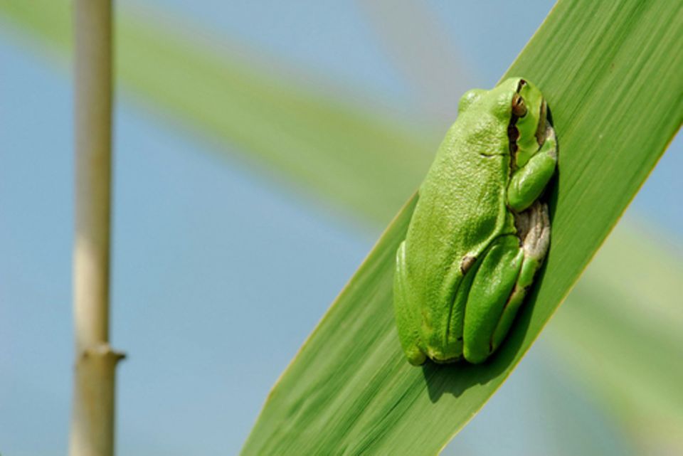 Schiebepuzzle: Nr. 18: Laubfrosch Schiebepuzzle: Nr. 18: Laubfrosch
