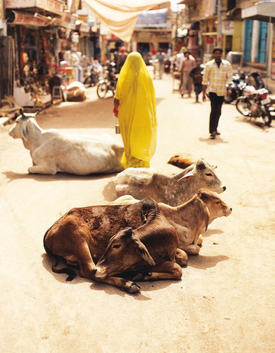Die heilige Kuh darf in ganz Indien liegen, wo sie gerade mag