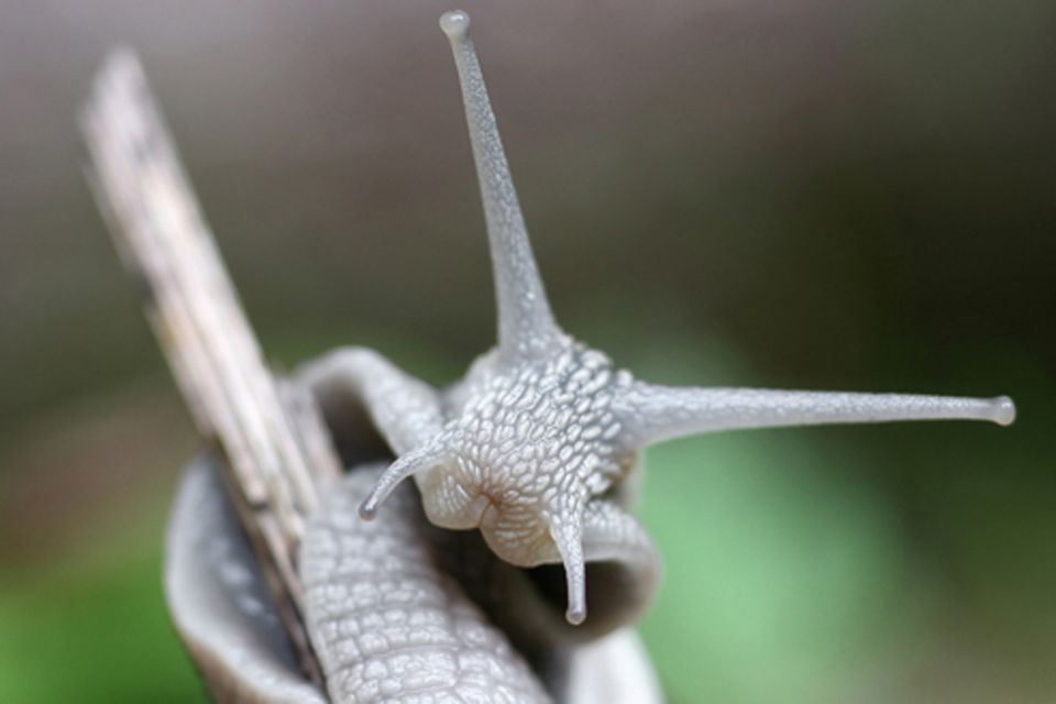 Schiebepuzzle: Nr. 21: Schnecke Schiebepuzzle: Nr. 21: Schnecke