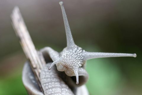 Schiebepuzzle: Schnecke