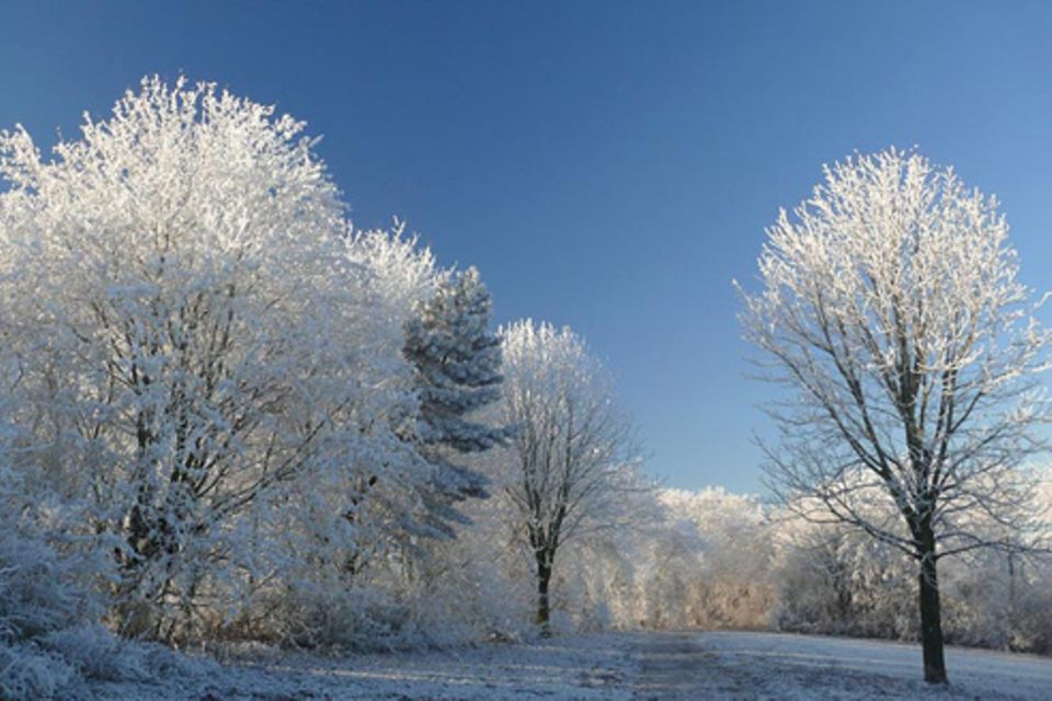 Schiebpuzzle: Bäume im Winter
