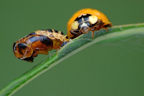 Schiebepuzzle: Marienkäfer mit Puppenhülle