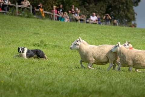 Die besten Hütehunde von Wales