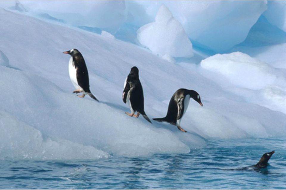 Schiebepuzzle: Pinguine