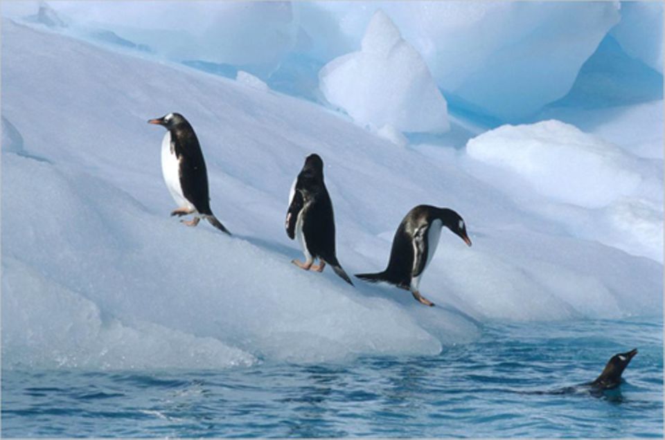 Schiebepuzzle: Nr. 30: Pinguine Schiebepuzzle: Nr. 30: Pinguine