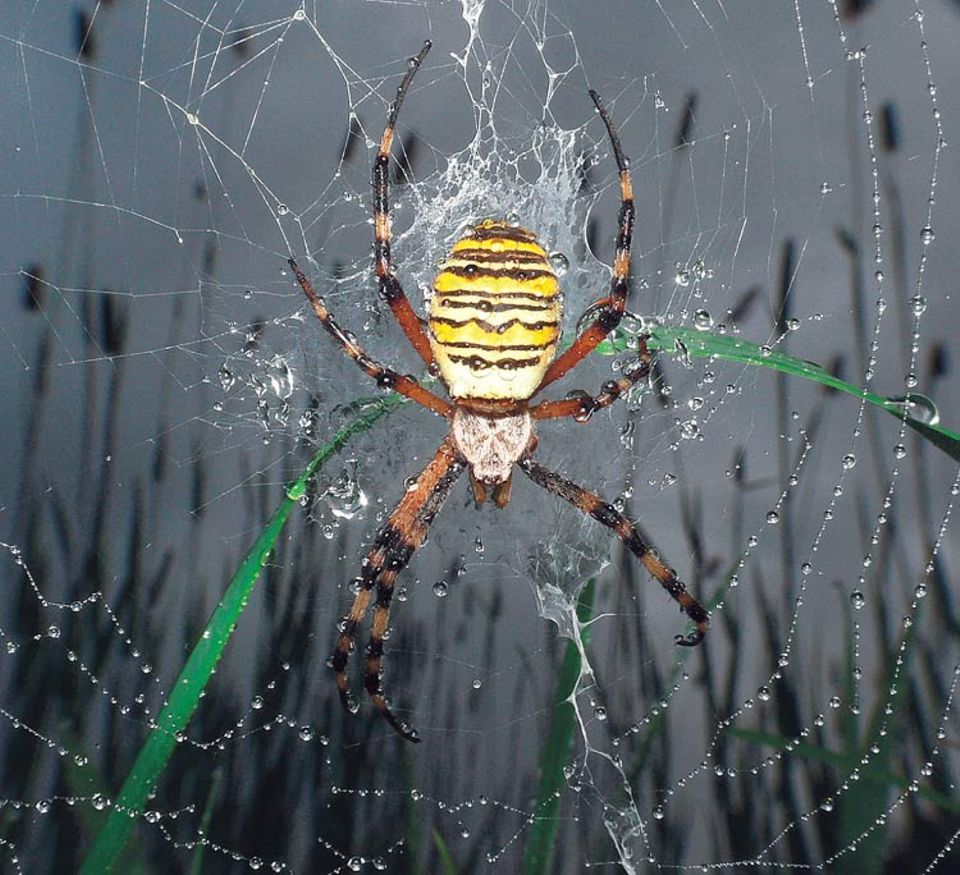 Wasser perlt über das Radnetz einer Wespenspinne: Die Wiese bei Mörlenbach im Odenwald war noch nass vom Regen der vergangenen Nacht, als GEO-Leser Sorin Schuller aus Viernheim an einem Augustmorgen um sechs Uhr die Spinne im Gras entdeckte. Mit diesem Bild hat er den Online-Wettbewerb auf GEO.de im Januar gewonnen.