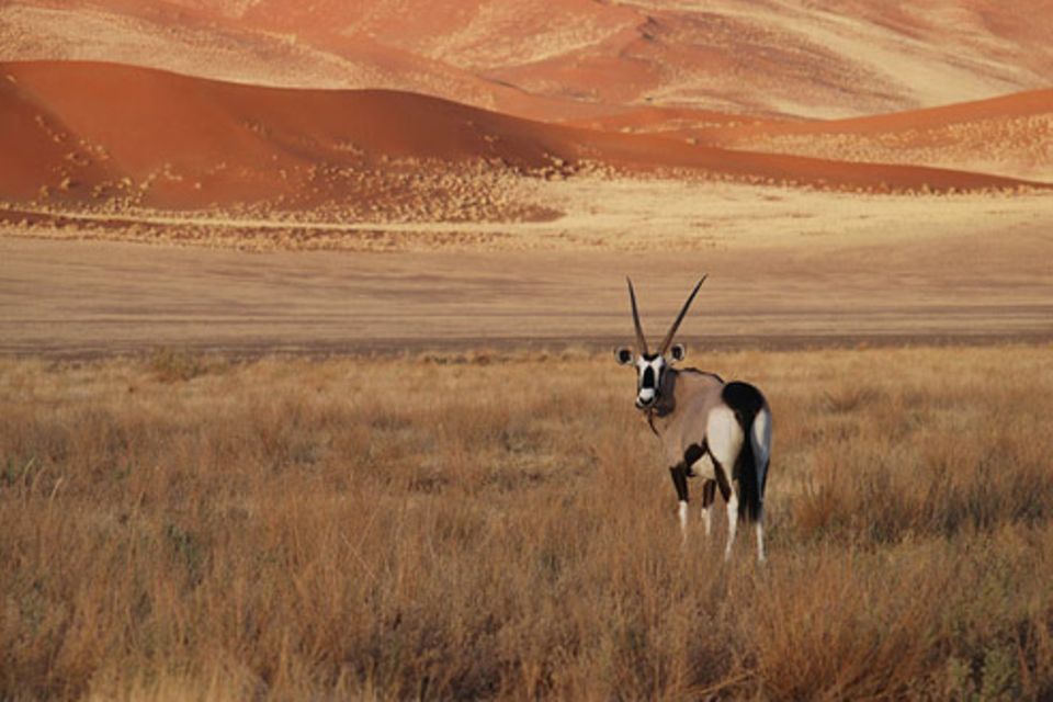 Schiebepuzzle: Oryx-Antilope, Namibia